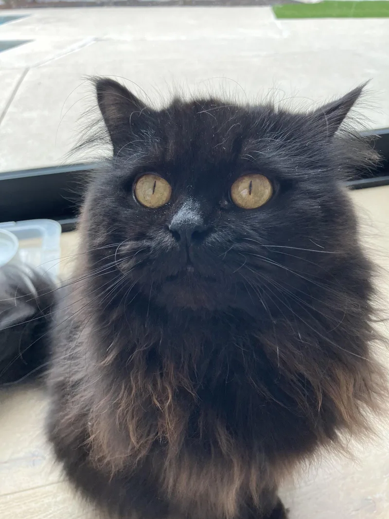 A young medium-sized male Domestic Long Hair cat named Rooster for adoption in Orange, CA