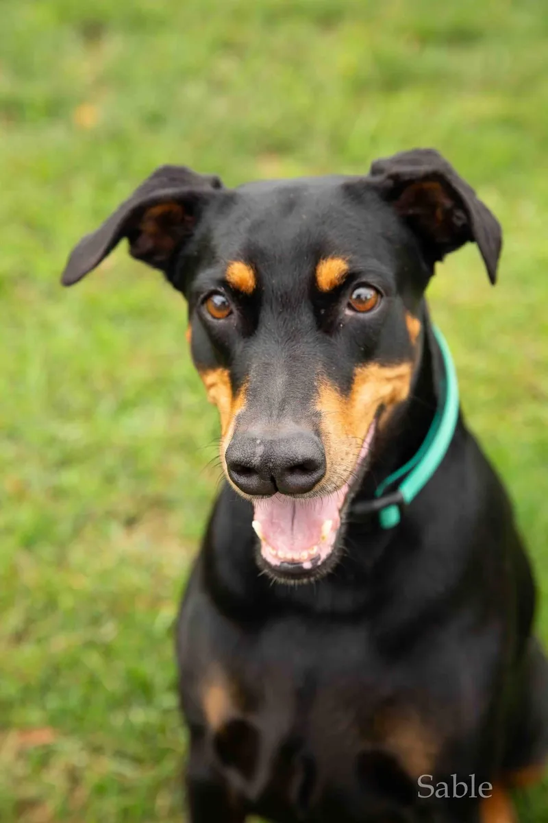 A senior large-sized female Black Doberman Pinscher dog named Stella for adoption in Louisville, KY