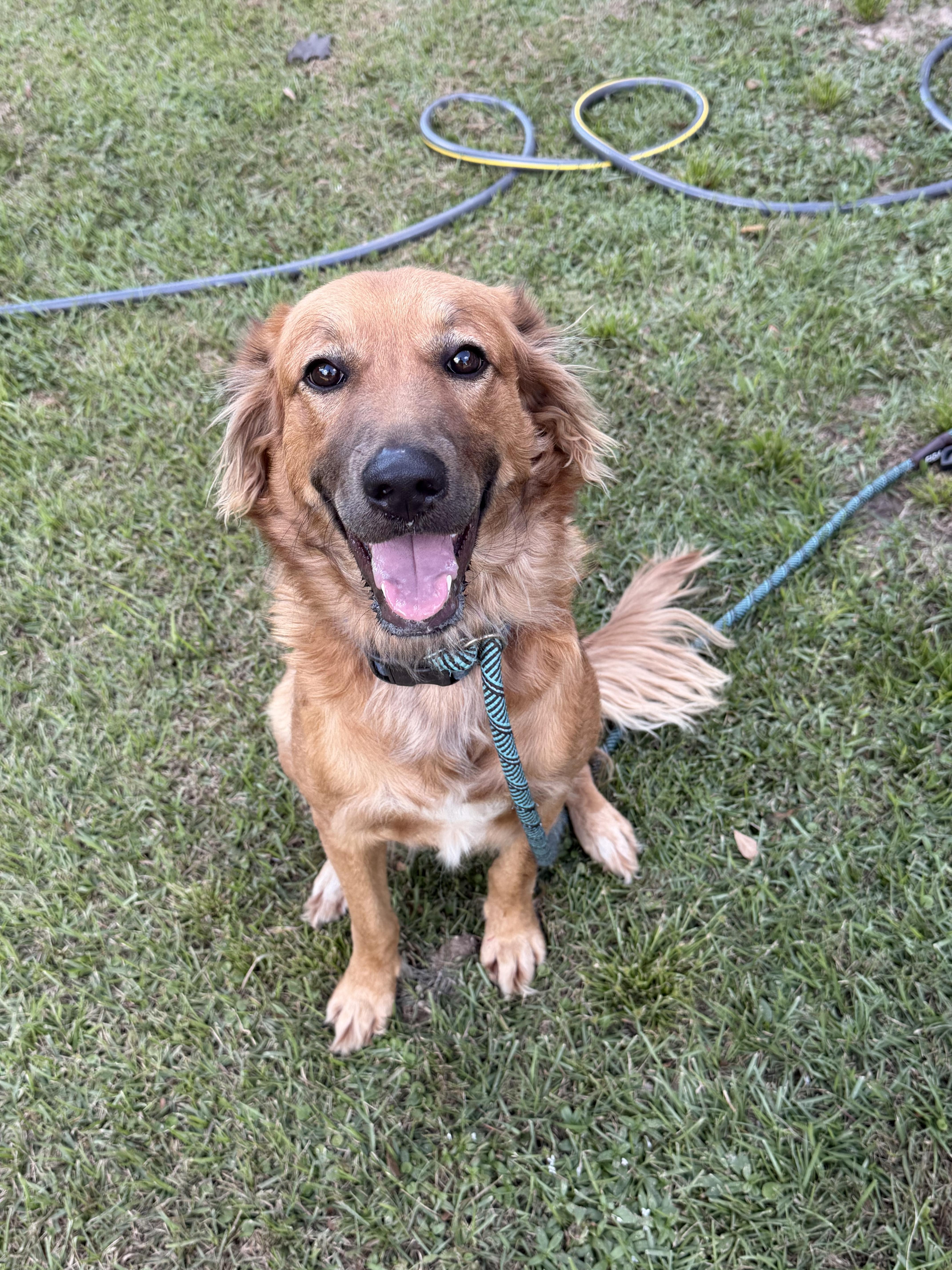 A young medium-sized female Irish Setter dog named Lottie for adoption in Semmes, AL