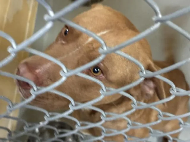 A young large-sized male Pit Bull Terrier dog named Marino for adoption in Tulsa, OK