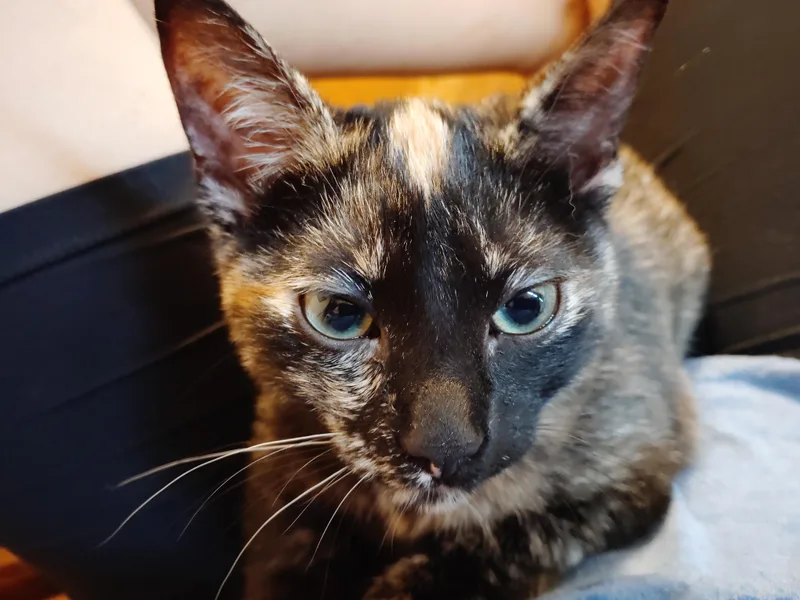 Snickers thumbnail 2