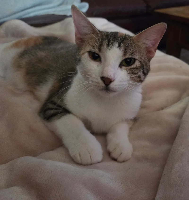 A young medium-sized female American Shorthair cat named Kibitz for adoption in Round Rock, TX