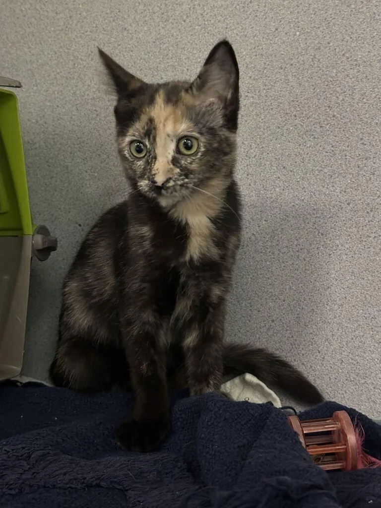 A baby small-sized female Tortoiseshell Domestic Short Hair cat named Dr. Pep for adoption in Raleigh, NC