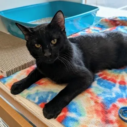 An adult small-sized male Domestic Short Hair cat named Elwood Blues for adoption in Wheaton, IL