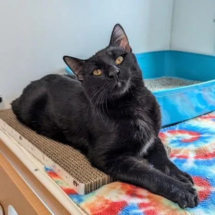 Elwood Blues thumbnail 2