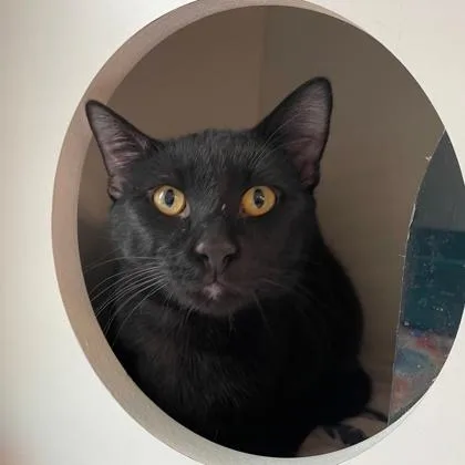 Elwood Blues thumbnail 3