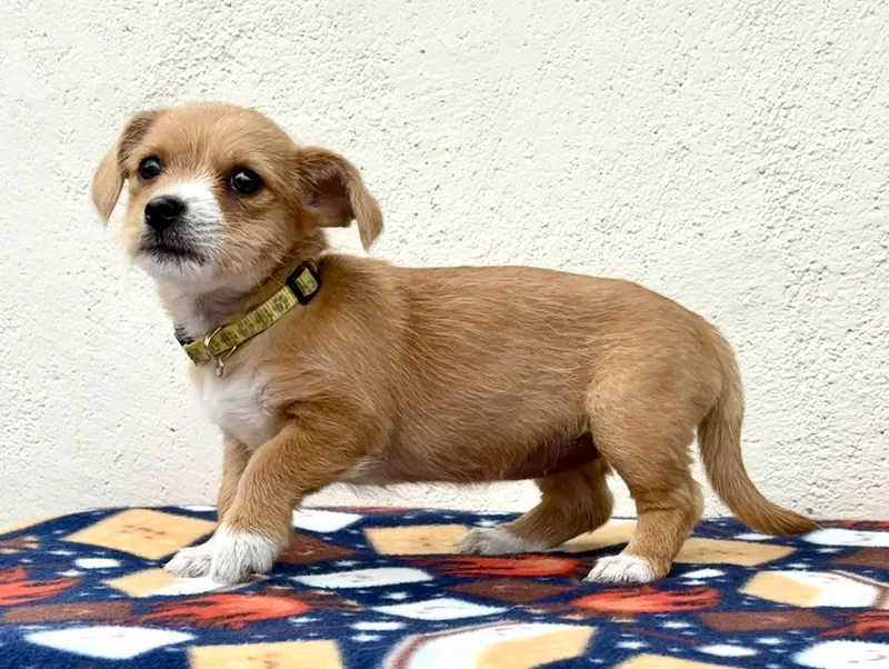 A baby small-sized female Dachshund dog named Hopscotch for adoption in Palo Alto, CA