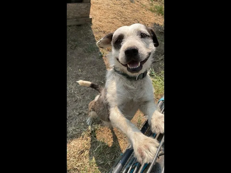 Scrappy