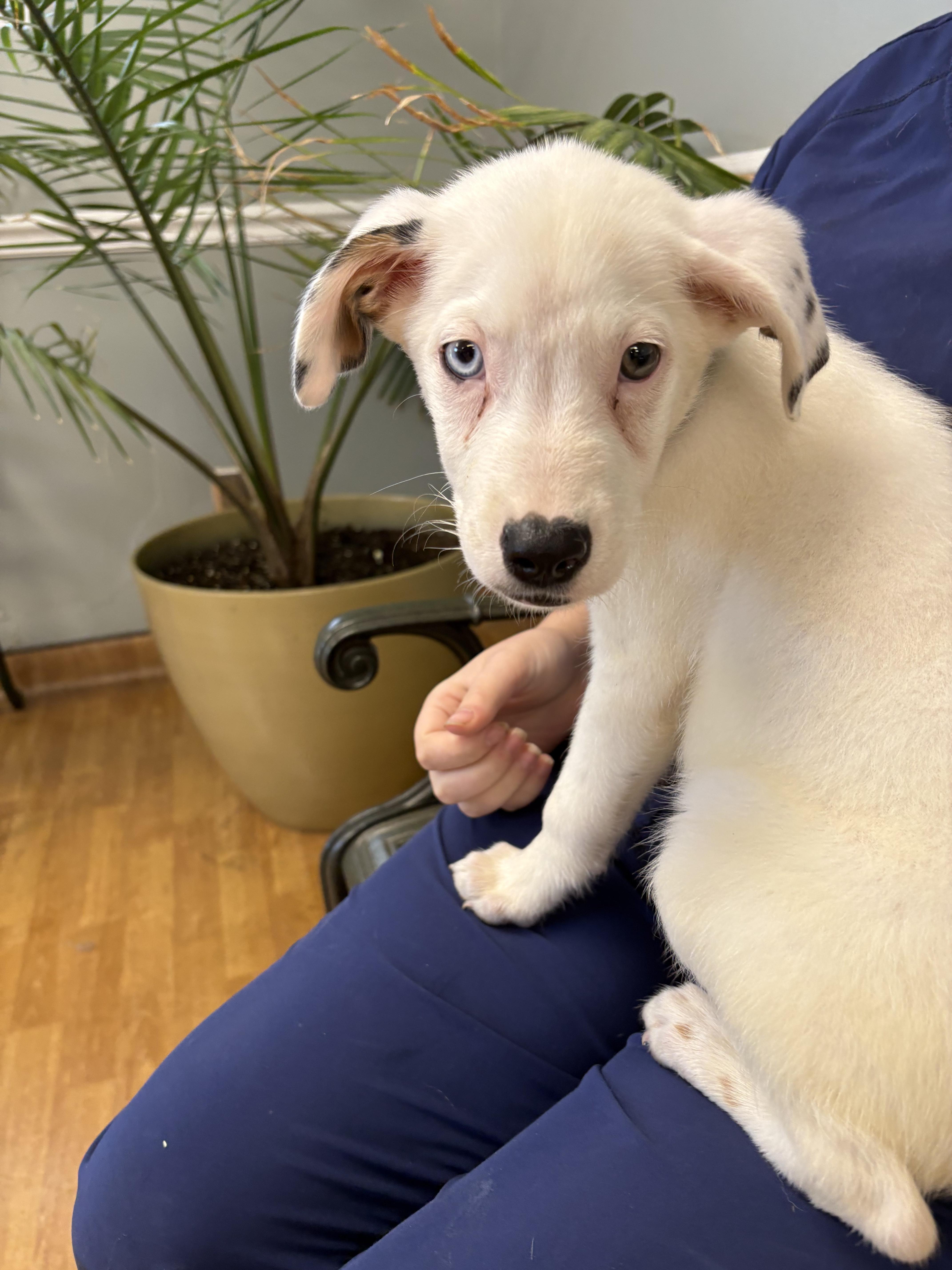 A baby medium-sized male White / Cream Australian Shepherd dog named Oliver for adoption in Mount Airy, NC