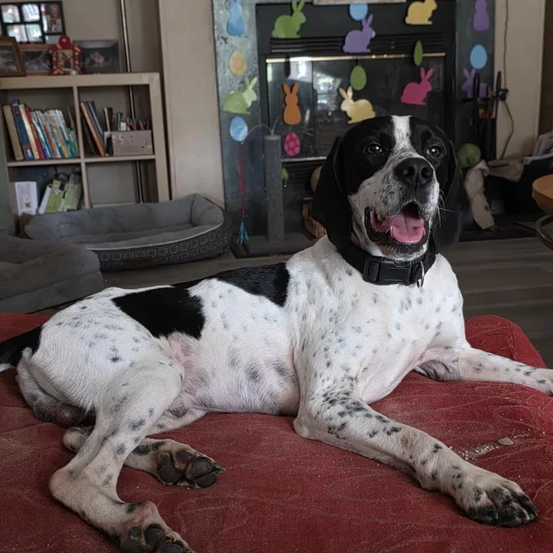 A young medium-sized male Black Hound dog named Tux for adoption in Port Saint Lucie, FL