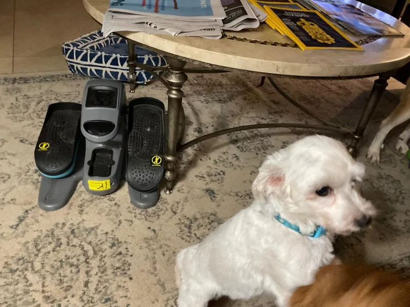 A senior small-sized female Shih Tzu dog named Hailey for adoption in Mustang, OK