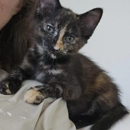 A baby small-sized female Tortoiseshell Domestic Short Hair cat named Frenchie for adoption in Tampa, FL