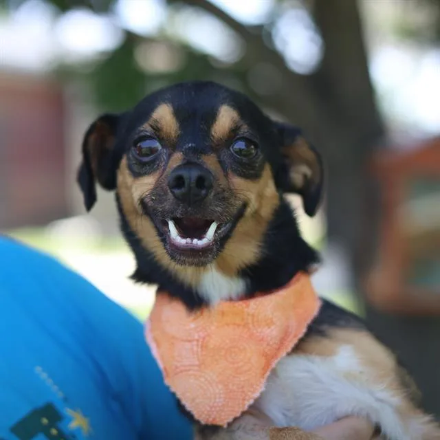 An adult small-sized male Chihuahua dog named Goose for adoption in San Antonio, TX