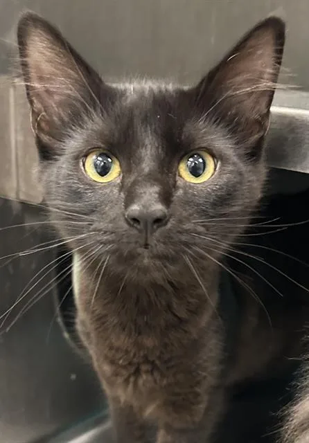 A young small-sized female Domestic Short Hair cat named Negrita for adoption in Santa Cruz, CA