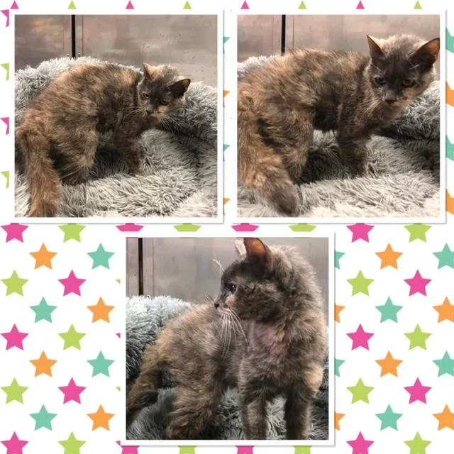 A senior medium-sized female Dilute Tortoiseshell Domestic Short Hair cat named Gertie for adoption in Buckhannon, WV