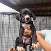 A baby medium-sized male Mixed Breed dog named Tux for adoption in West Chester, PA