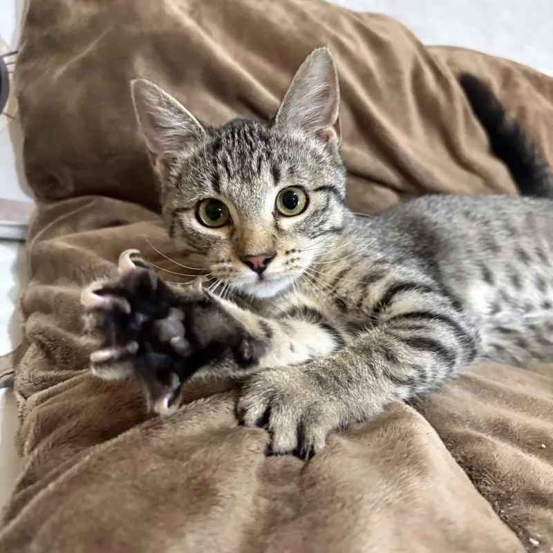 A baby small-sized female Brown / Chocolate Domestic Short Hair cat named Fauna for adoption in Tylertown, MS