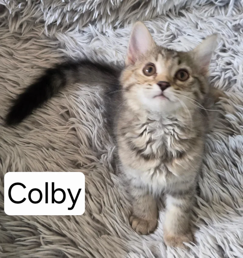 Colby