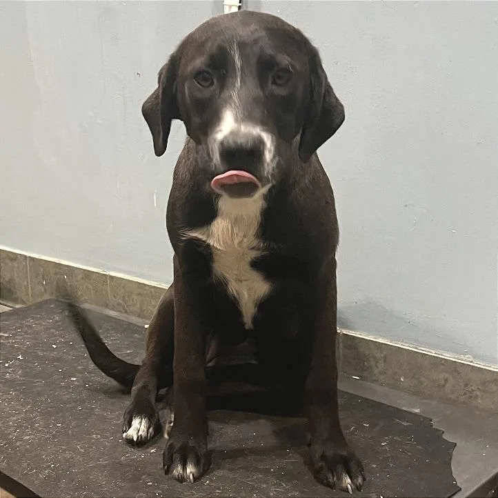 A young medium-sized female Black Mixed Breed dog named Little Ceasa for adoption in Chattanooga, TN