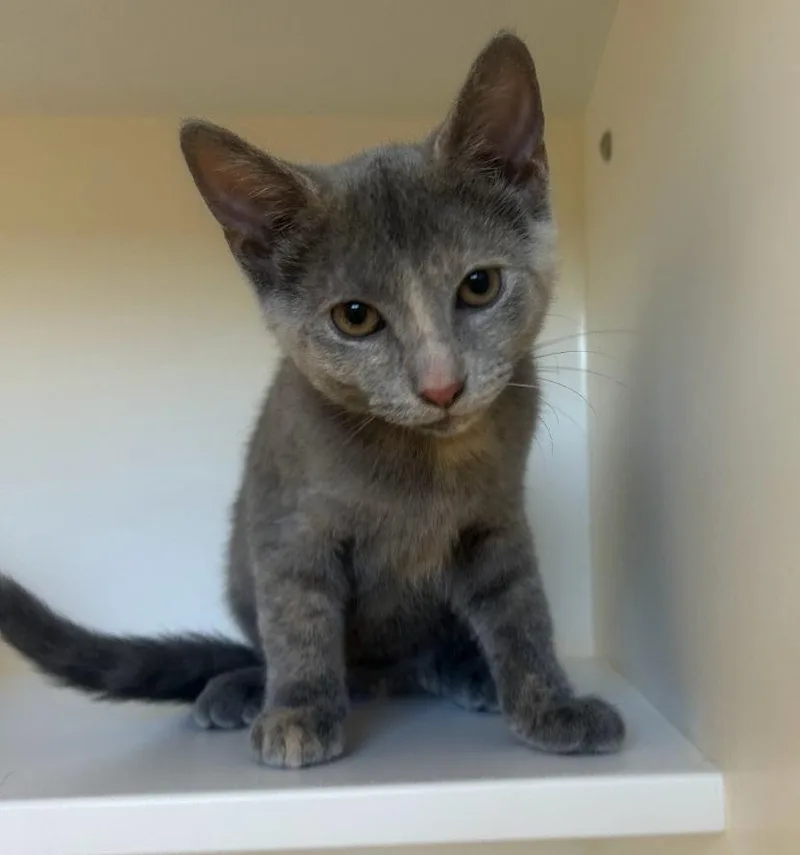 A baby small-sized female Domestic Short Hair cat named Sally for adoption in Greenfield, IN