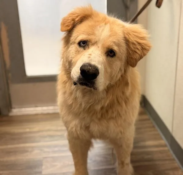 A senior large-sized male Great Pyrenees dog named Henry for adoption in San Diego, CA