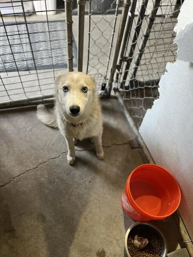 A baby medium-sized female Husky dog named Maple for adoption in Newman, CA
