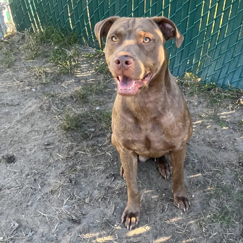 An adult medium-sized male Brown / Chocolate Pit Bull Terrier dog named Jovi for adoption in Newark, NJ