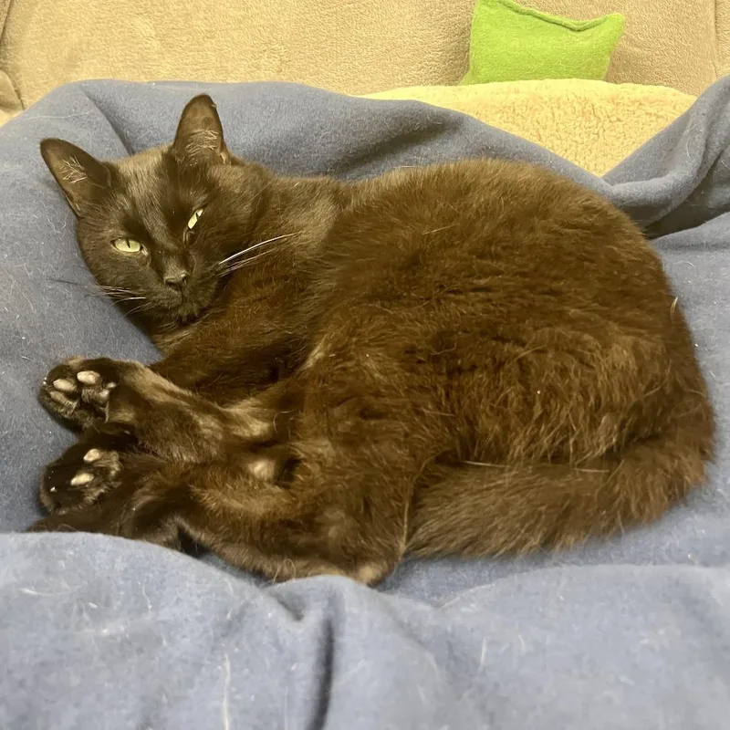 An adult medium-sized female Black Domestic Short Hair cat named Alice for adoption in Mount Juliet, TN