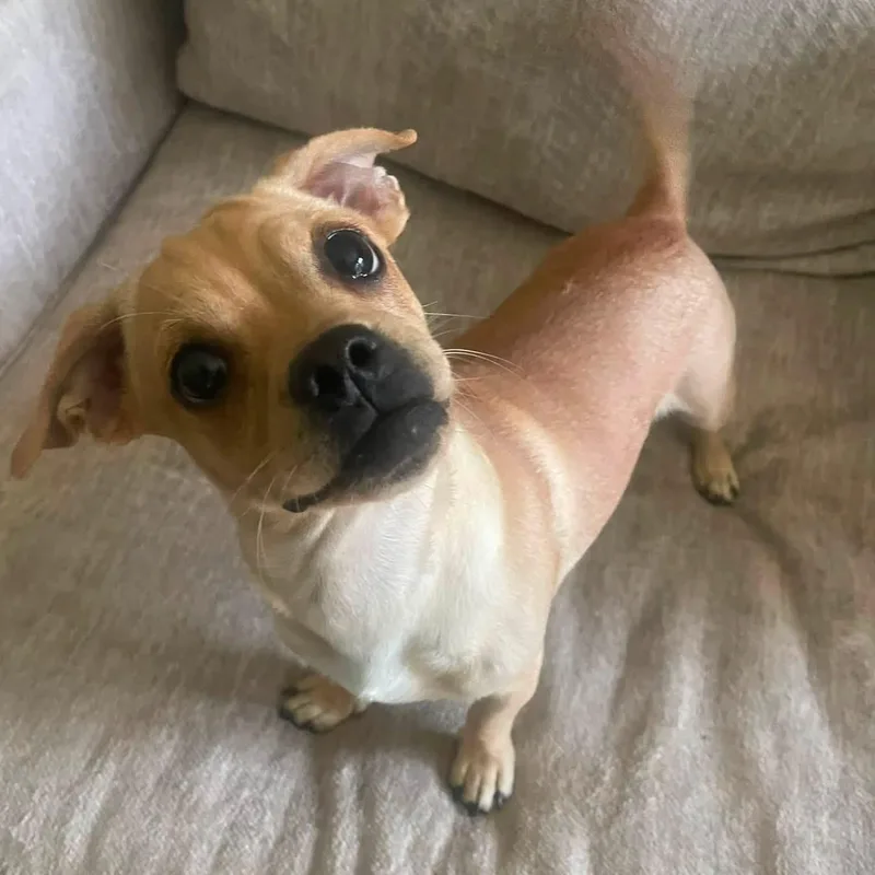 A baby small-sized male Yellow / Tan / Blond / Fawn Pug dog named Toby for adoption in Yaphank, NY