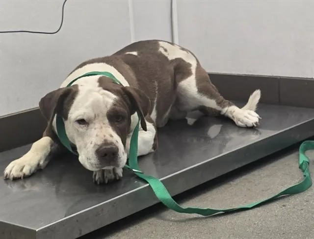 An adult large-sized male Pit Bull Terrier dog named Graham for adoption in Tucson, AZ