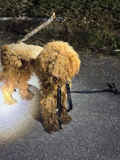 An adult large-sized male Poodle dog named Chewie for adoption in Huntsville, AL