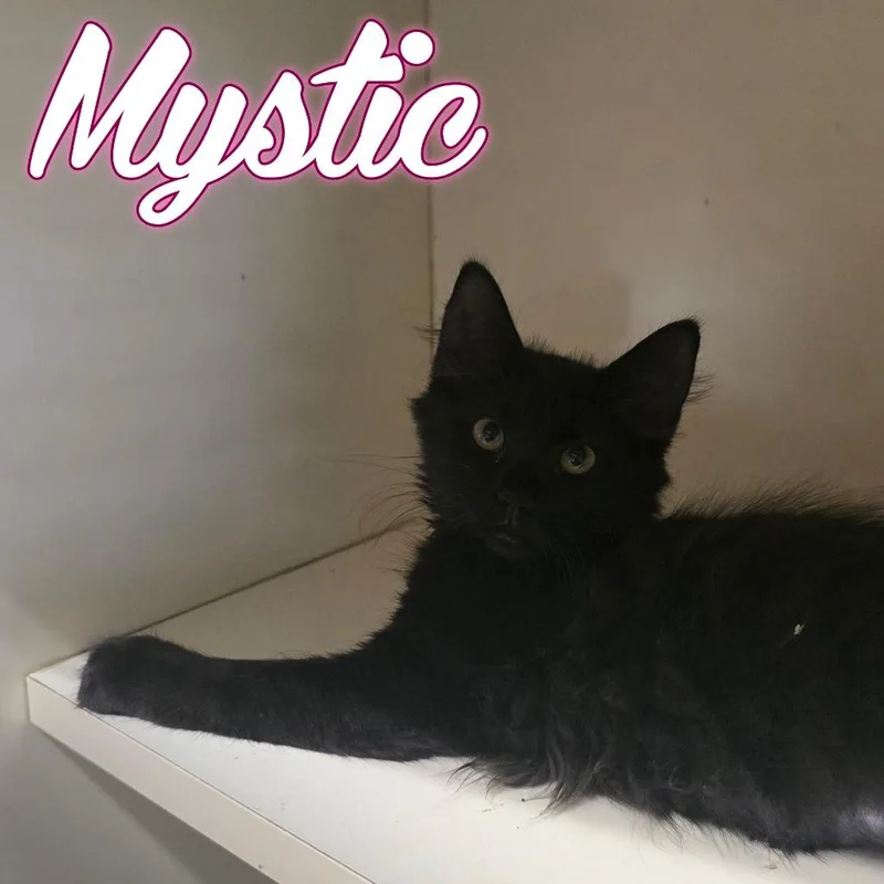 A baby small-sized female Domestic Long Hair cat named Mystic for adoption in Hillsboro, OH