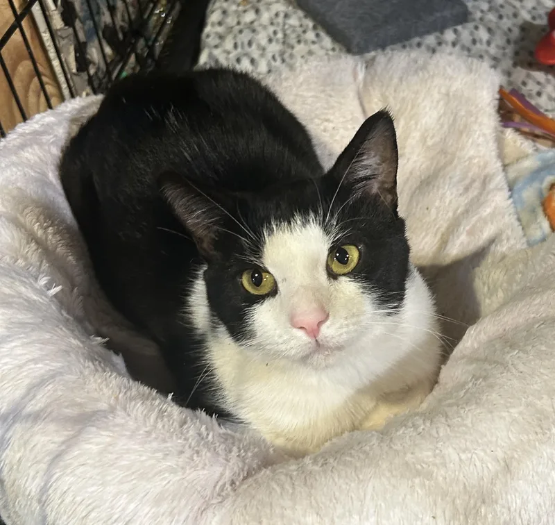 A baby medium-sized male Domestic Short Hair cat named Charlie Brown for adoption in Havertown, PA