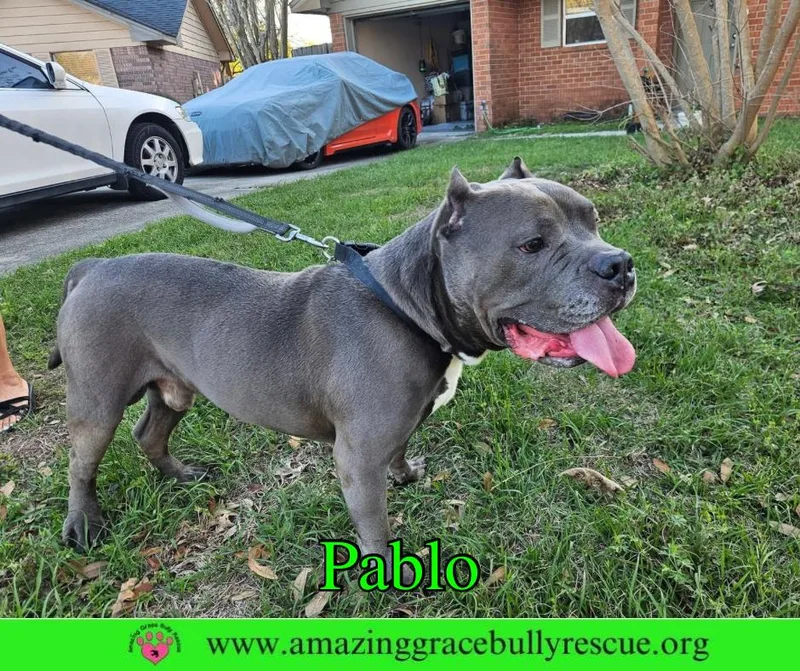 A senior large-sized male American Staffordshire Terrier dog named Pablo for adoption in Pensacola, FL