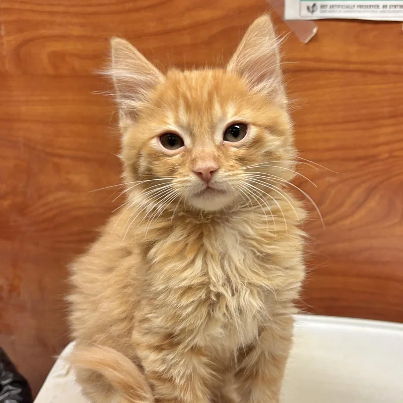 A baby medium-sized male Orange / Red Domestic Long Hair cat named Vecna for adoption in Sonora, CA