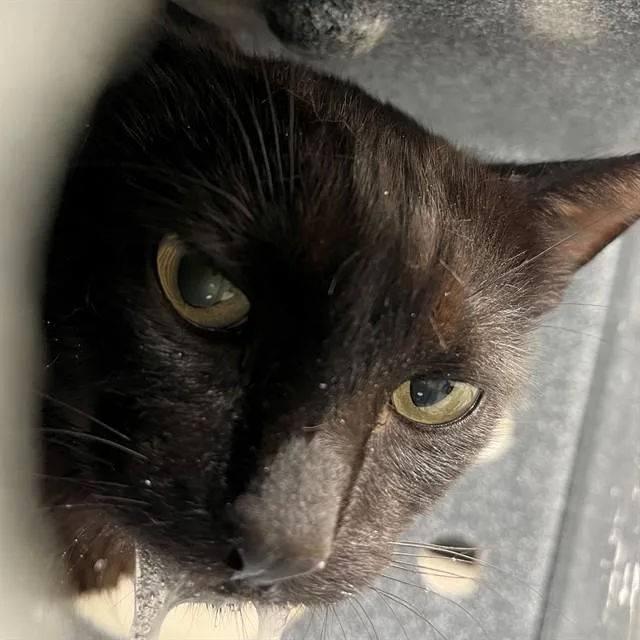 An adult medium-sized female Domestic Short Hair cat named Dia for adoption in Naples, FL