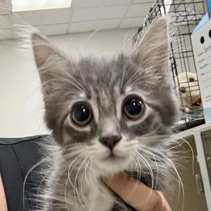 A baby small-sized female Domestic Short Hair cat named Dw for adoption in Sacramento, CA