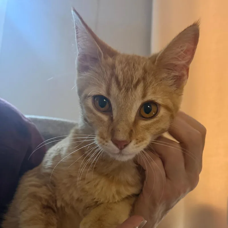 A baby medium-sized male Orange / Red Domestic Short Hair cat named B.j. for adoption in Lakewood, CO