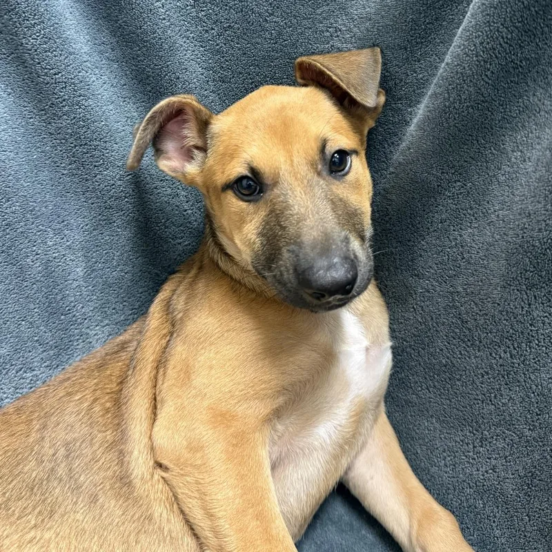 A baby medium-sized female Shepherd dog named Fry for adoption in Brenham, TX