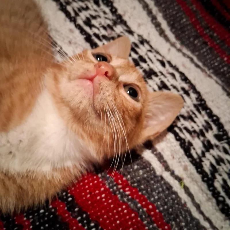 Muffin The Toy Thief