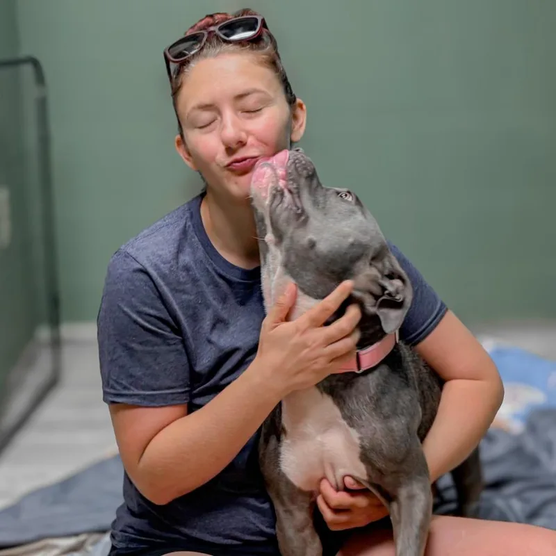 An adult medium-sized female Gray / Blue / Silver Mixed Breed dog named Tiana for adoption in Springboro, OH