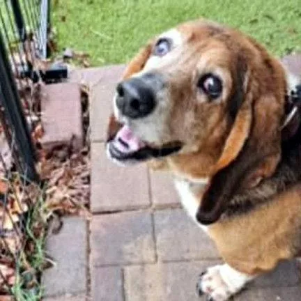 An adult medium-sized male Basset Hound dog named Henry for adoption in Mays Landing, NJ