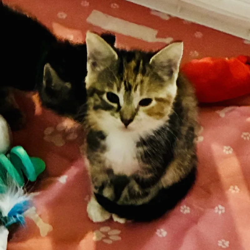 A baby small-sized female Torbie Domestic Short Hair cat named Marge for adoption in Evansville, IN