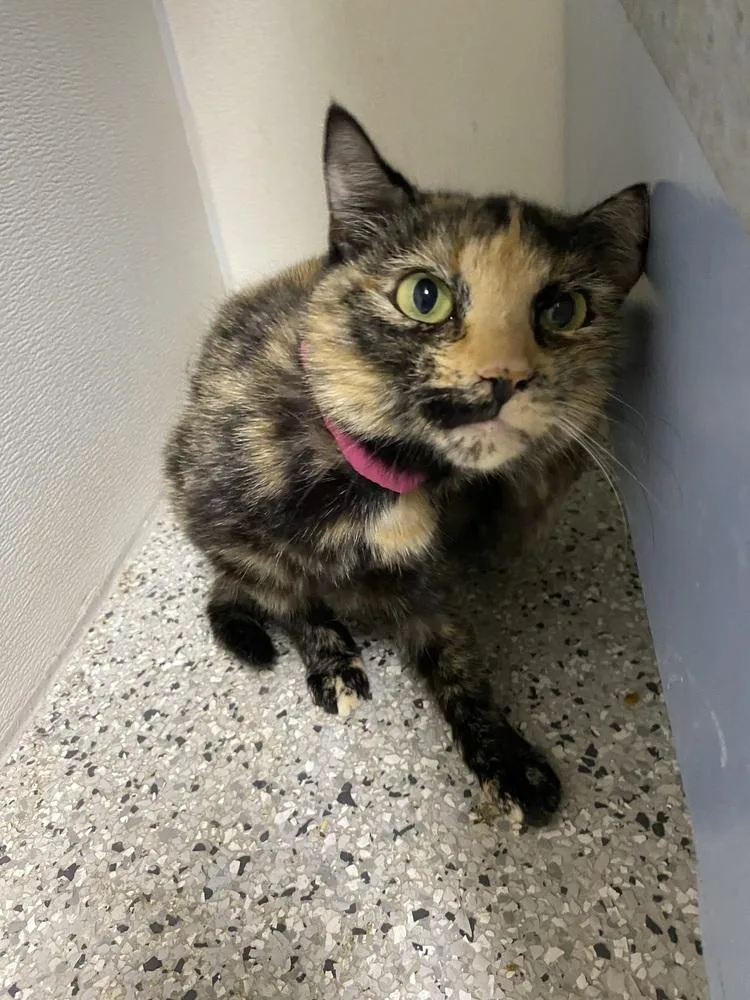 An adult large-sized female Tortoiseshell Domestic Short Hair cat named Carmela for adoption in Fort Walton Beach, FL