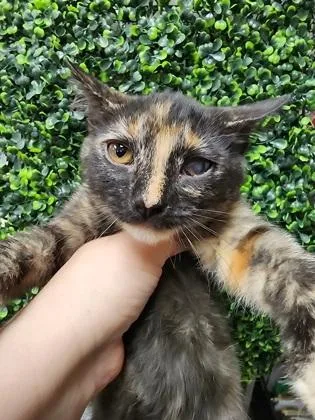 A baby small-sized female Domestic Short Hair cat named Callie $ Inside only; for adoption in Seneca, SC