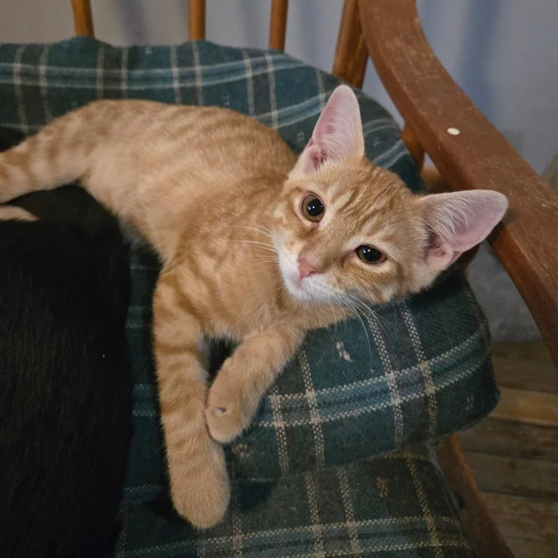 Cheddar thumbnail 2
