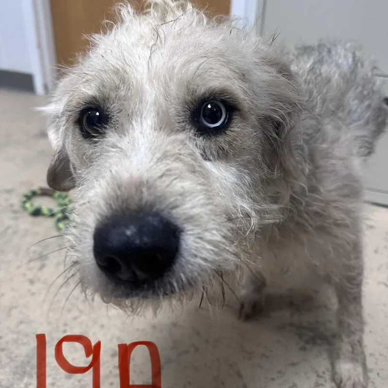 An adult medium-sized male Gray / Blue / Silver Mixed Breed dog named Scooter for adoption in Pekin, IL