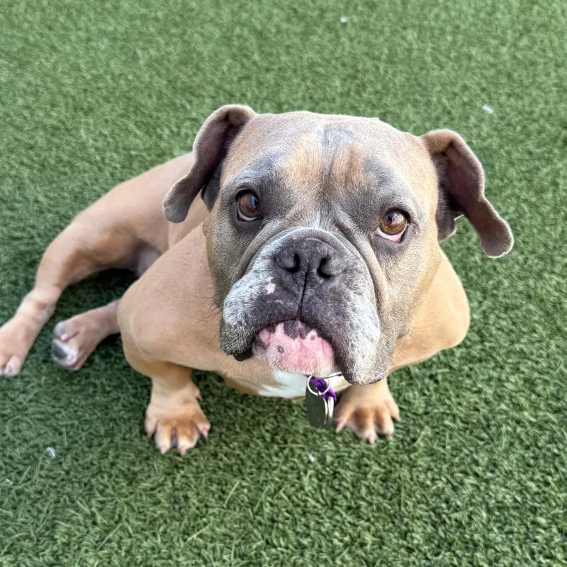An adult medium-sized female Yellow / Tan / Blond / Fawn English Bulldog dog named Marmalade for adoption in Los Angeles, CA
