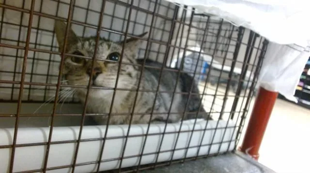 A young small-sized male Domestic Short Hair cat named Beau for adoption in Miami, FL