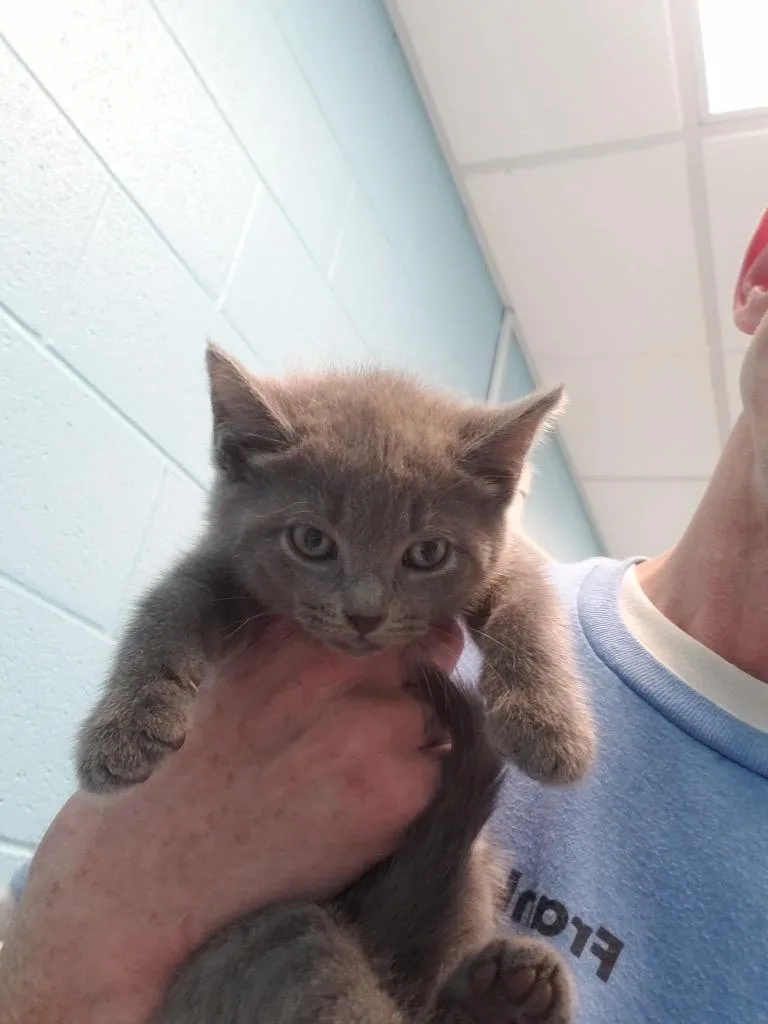 A baby medium-sized female Gray / Blue / Silver Domestic Short Hair cat named Ilidad for adoption in Frankfort, KY